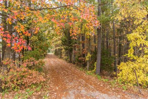 Tree-lined path in Glen Allen, VA