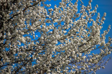 Blooming tree in Congress Heights, Washington, D.C.